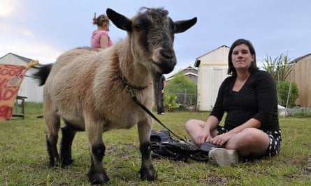 Chauncey the goat with Mizzy, the author's wife.