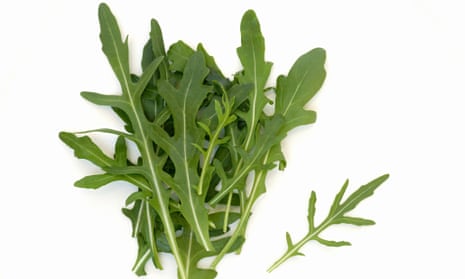 Rocket Lettuce