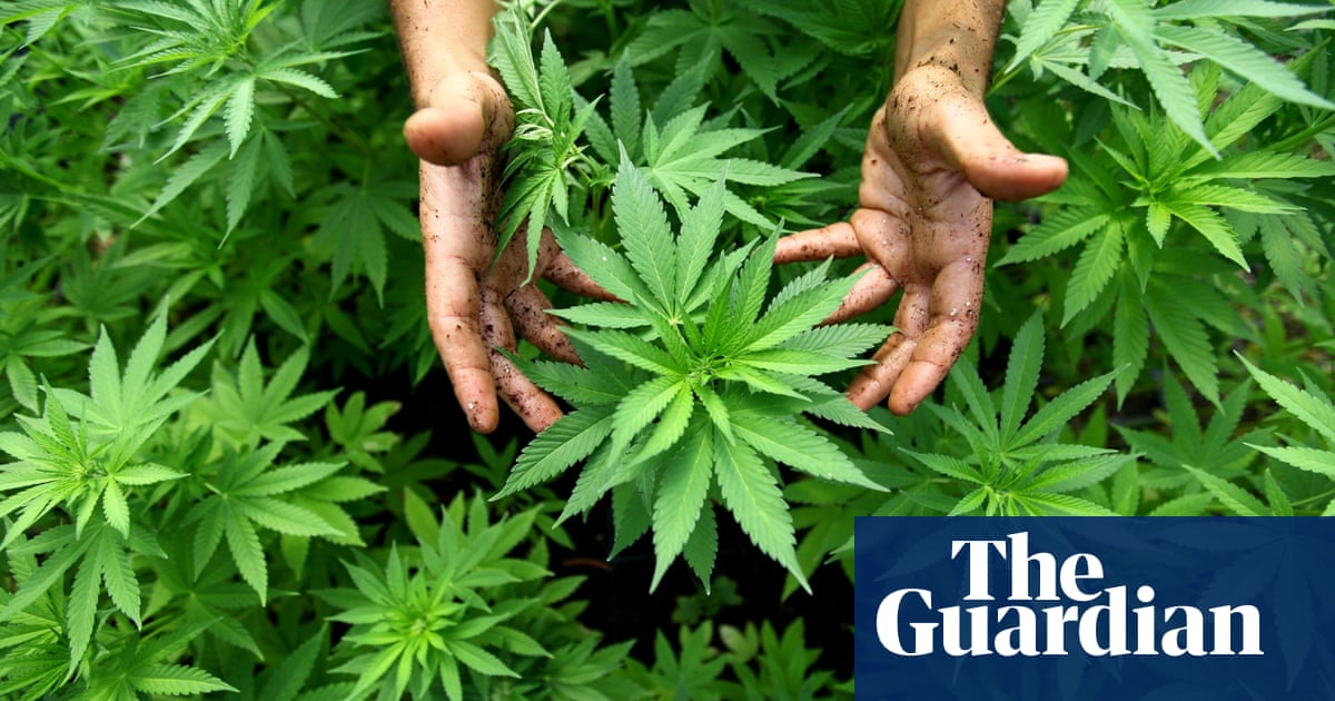 etage ingeniørarbejde Litterær kunst Five tips for growing and selling marijuana like a pro – from a university  instructor | Cannabis | The Guardian