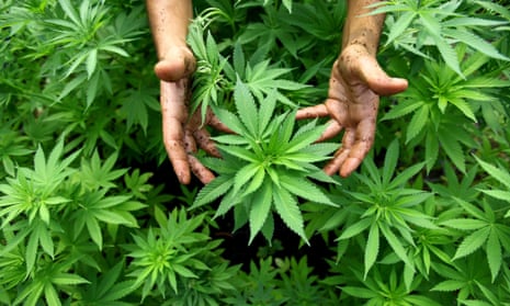 A worker tends to cannabis plants.