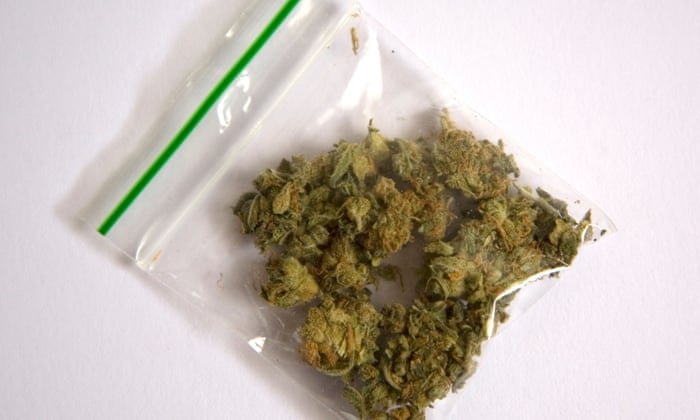 Five Tips For Growing And Selling Marijuana Like A Pro – From A University  Instructor | Cannabis | The Guardian