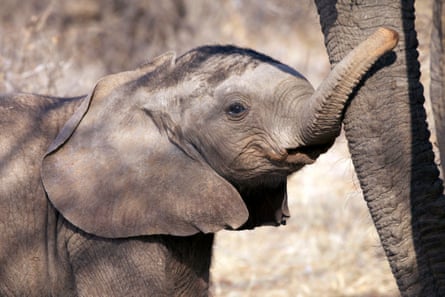 A young elephant calf touches its mother at Samburu reserve.