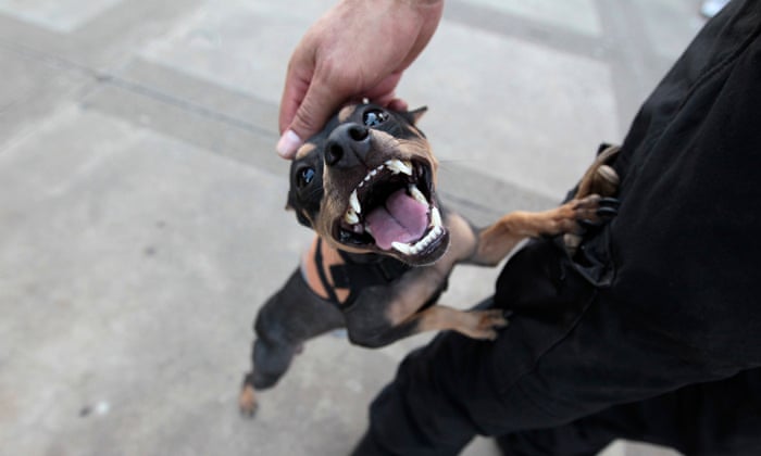 Good 2024 dog stories