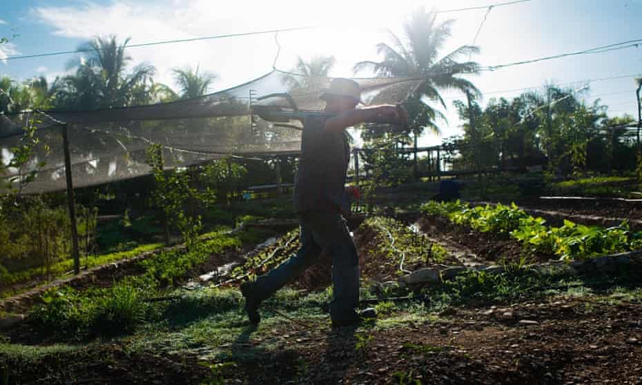 Cuba organic farmer