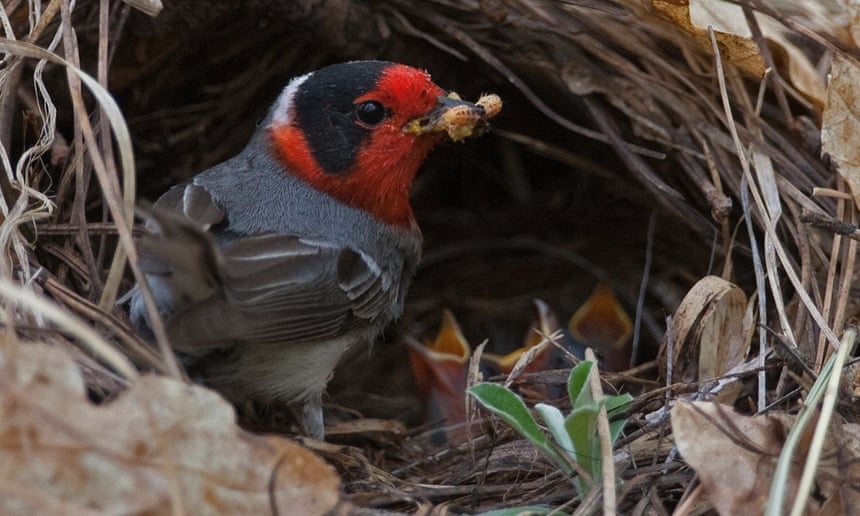 red-faced warbler Thomas Martin/Science 2015