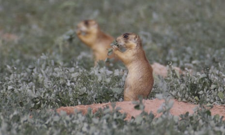 Prairie dogs in Utah can carry the plague, according to health authorities.