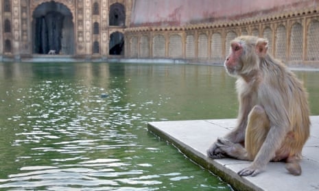 A rhesus macaque at a temple in Jaipur.
