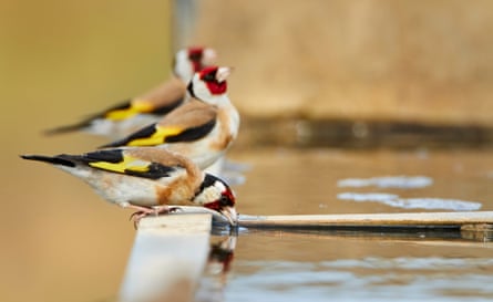 Three, two, one ... Becky's star shot of goldfinches drinking at a trough.