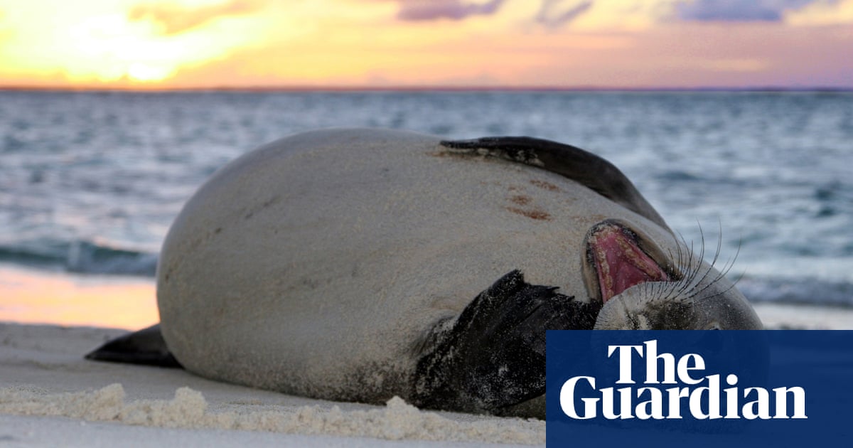 Five Near Blind Monk Seals Become Ambassadors For Vanishing