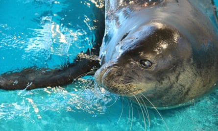 Baby seal trapped in sea defence is saved from drowning
