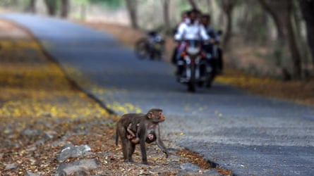 Animals are at risk of being run over on roads through forests.