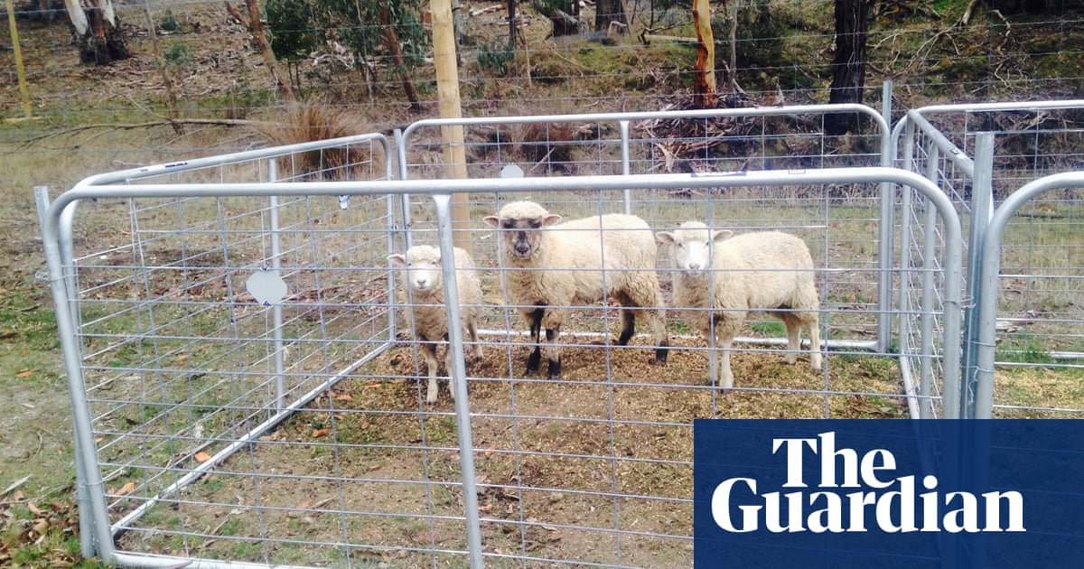 I watched lambs being slaughtered so I could appreciate meat more Life and style The Guardian I watched lambs being slaughtered so I could appreciate meat more Life and style The Guardian