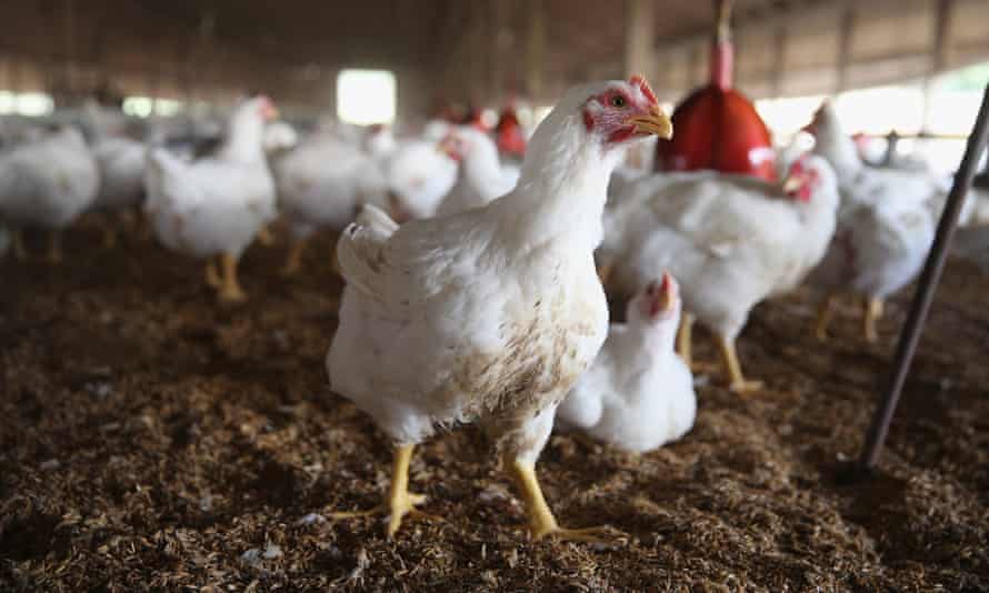 A US chicken farm