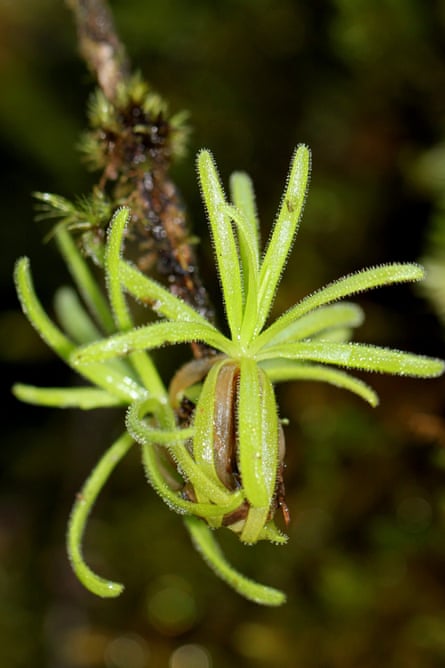 Pinguicula casabitoana is the only carnivorous plant native to the Dominican Republic. Found on just one particular ridge on Mount Casabito, this insect-eating plant is one of the rarest carnivorous plants on the planet. 