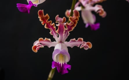 The banana orchid is threatened with extinction. 