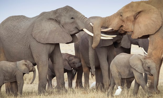 A family group of elephants, with two adult elephants locking horns . New evidence reveals how elephants are being killed by poachers to finance terrorism. Without more effective action against ivory trafficking, African elephants could be extinct within a generation.