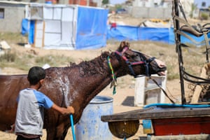 Mohammed Masri cools off his family horse near the ruins of their house, destroyed in last summer’s Israel-Hamas war, in Beit Hanoun, in the northern Gaza Strip, where the temperature was 36C. Chronic electricity and water cuts in conflict-ridden countries make heat waves like the present one even more difficult