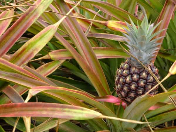 Pineapples growing in Nicaragua