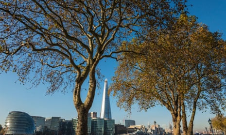 London plane trees on the north bank of the Thames. Mayor Boris Johnson has planted 20,000 urban trees in London in the last seven years.