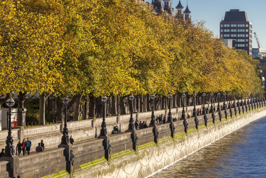 London planes trees lining the south side of the Thames. A recent study revealed that one of London’s most common species is the apple tree, mainly hidden in gardens.