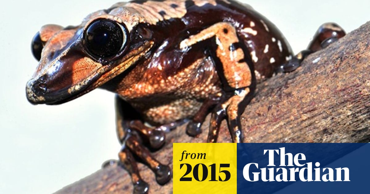 First Known Venomous Frogs Could Kill You with a Head Butt