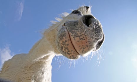 Can you tell what this horse is thinking? Thanks to EquiFACS we soon might.
