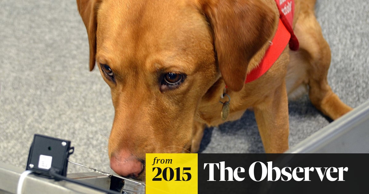 Cancer Detecting Dogs Approved For Nhs Trial Life And Style The Guardian