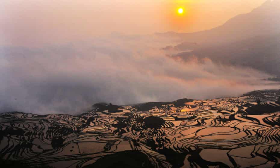 Paddy fields in China