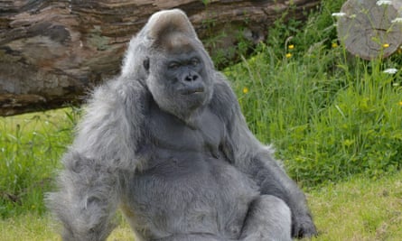 Nico, a western lowland gorilla at Longleat Safari Park & Adventure Park