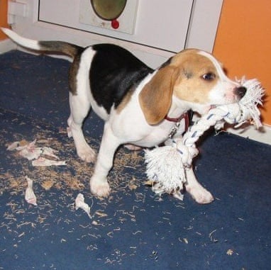 Beagle puppy chewing carpet,  Photograph: Kathryn Hearn