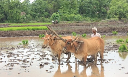 Farmers still till the land manually in the village of Mangaon.
