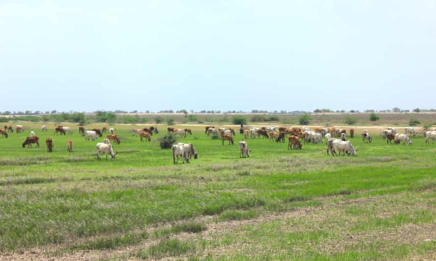 Grazing land for thousands of cattle around the village of Dholera has been notified for industrial use.