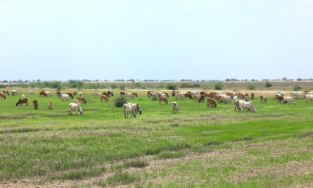 Grazing land for thousands of cattle around the village of Dholera has been notified for industrial use.
