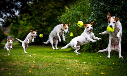 Jack Russell catching a ball