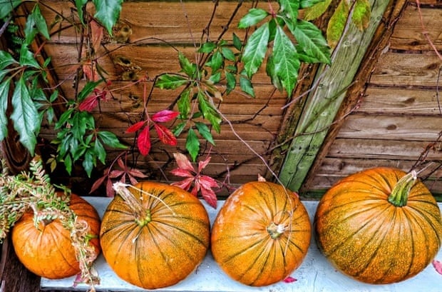 Allotment pumpkins this Autumn