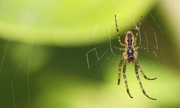 A spider in the garden