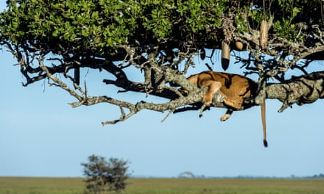 An African lioness sleeping on a branch in a Sausage Tree above the savannah plain.