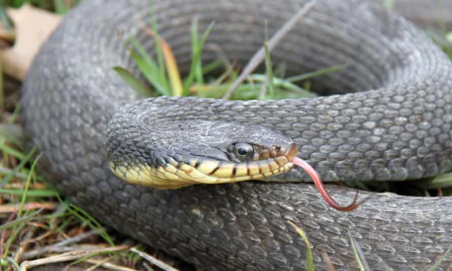 female snake living in captivity