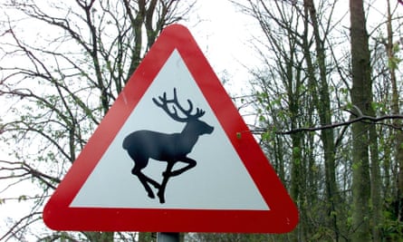 Deer crossing.