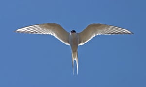 The Arctic Tern (Sterna paradisaea) undertakes the longest known migration of any animal, travelling from the Arctic to the Antarctic and back each year. The IUCN Red List considers the species as Least Concern, but its population is in decline. 
