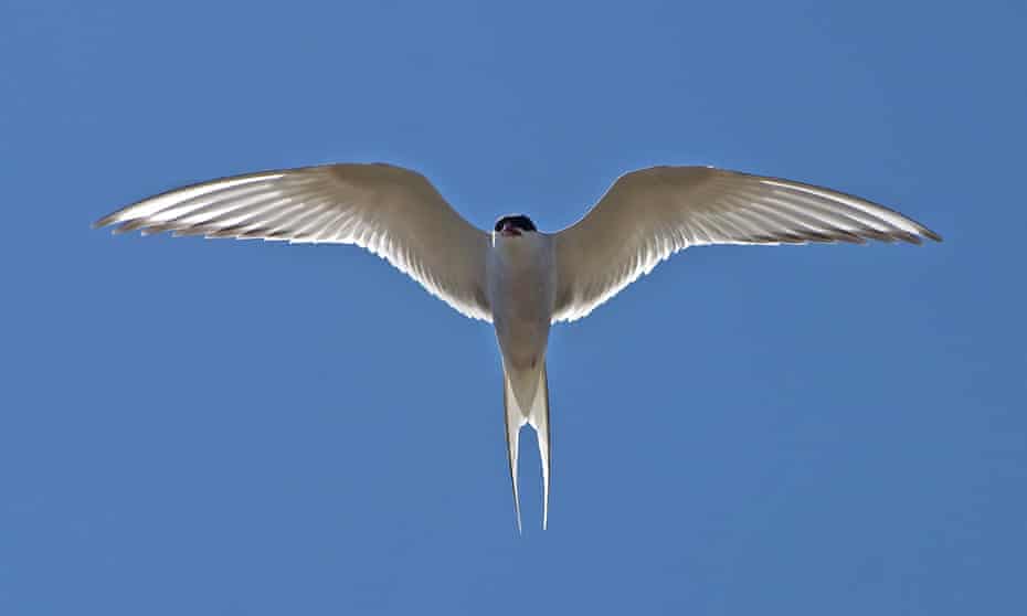 After 60 Million Years Of Extreme Living Seabirds Are Crashing Conservation The Guardian After 60 Million Years Of Extreme Living Seabirds Are Crashing Conservation The Guardian
