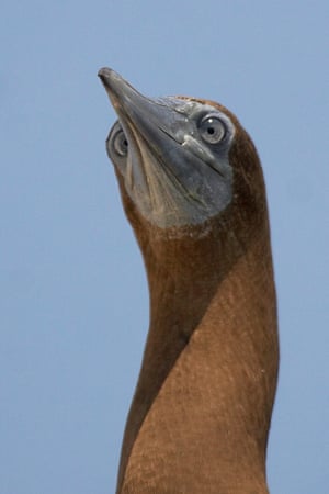 The Brown Booby (Sula leucogaster) is listed as Least Concern and is found throughout the pantropical oceans. However some populations are suspected to be in decline owing to disturbance and unsustainable levels of exploitation.