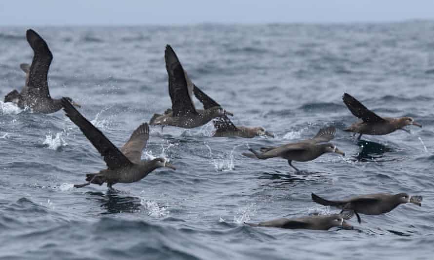 The Near Threatened Black-footed Albatross (Phoebastria nigripes) is a species at risk of accidental bycatch in fisheries of the North Pacific. However, simple mitigation measures have proved to be very effective at keeping seabirds off the hooks.
