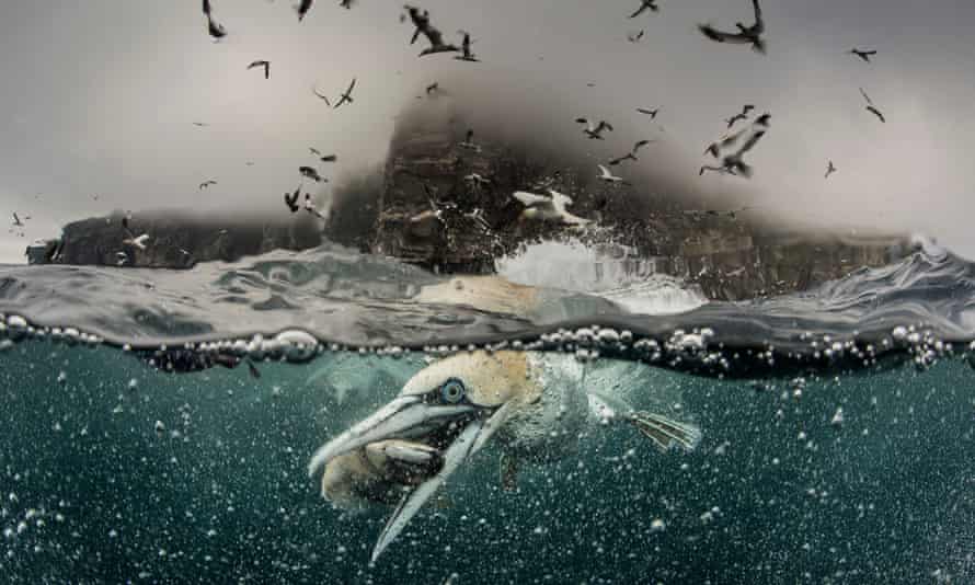 A gannet grabs a fish by its beak, 2014, in Shetland, Scotland. Gannets, and other seabirds, depend on abundant fish populations to survive.