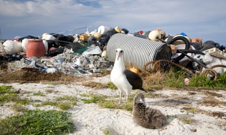 Laysan Albatross adult and chick on nest dwarfed by pile of marine debris collected on Midway Atoll coast by volunteers. Plastic poses a major threat to the world's seabirds and other marine species. The Laysan Albatross is categorised as Near Threatened by the IUCN Red List.