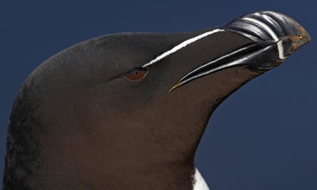 The razorbill (Alca Torda) is a member of the puffin family restricted to the North Atlantic. They nest on rocky cliff faces in huge colonies, in some location reduction in sandeel, their main prey item, has caused reduced productivity and declines.