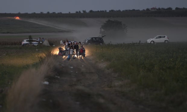 Migrants walk through cornfields to a border crossing point between Serbia and Croatia