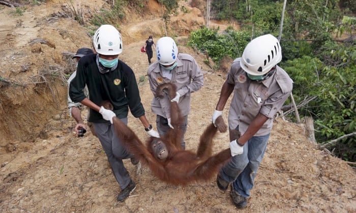 Local and government conservationists remove a rescued female orangutan