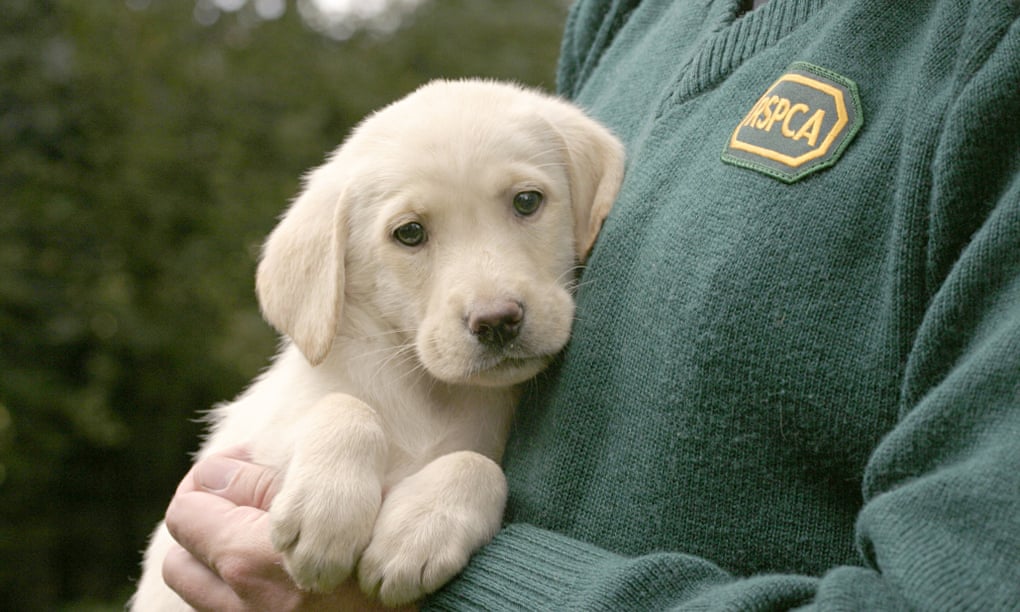 An RSPCA with a labrador puppy.