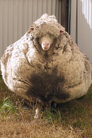 Top Shearer Called In To Trim Overgrown Sheep Found In Australia World News The Guardian